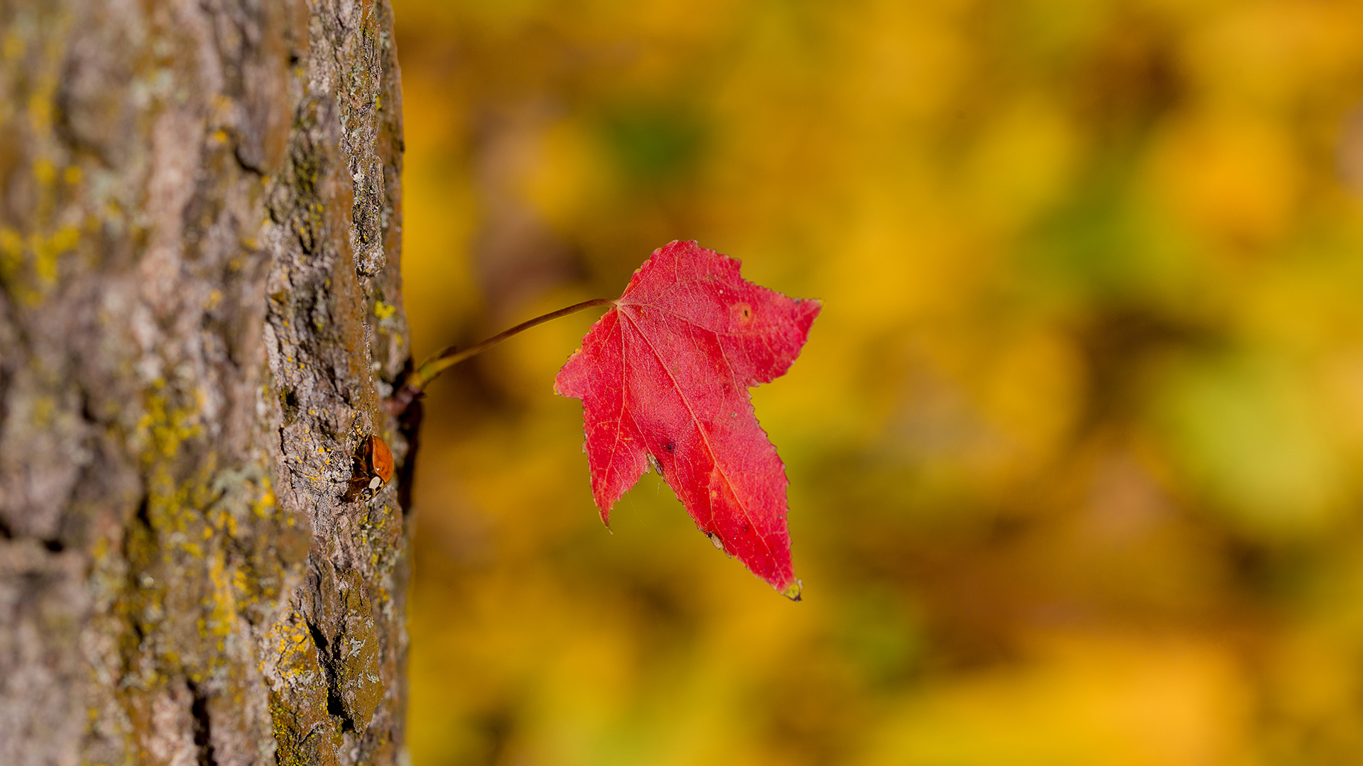 Das rote Blatt