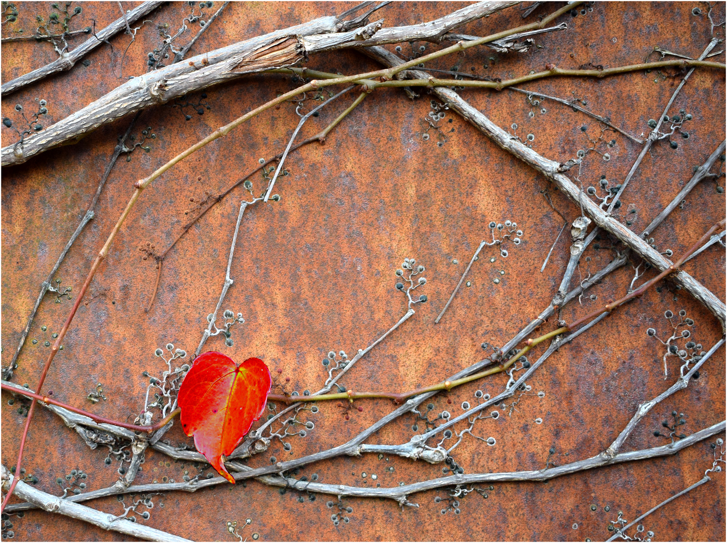 das rote Blatt