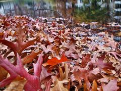 das rote Blatt