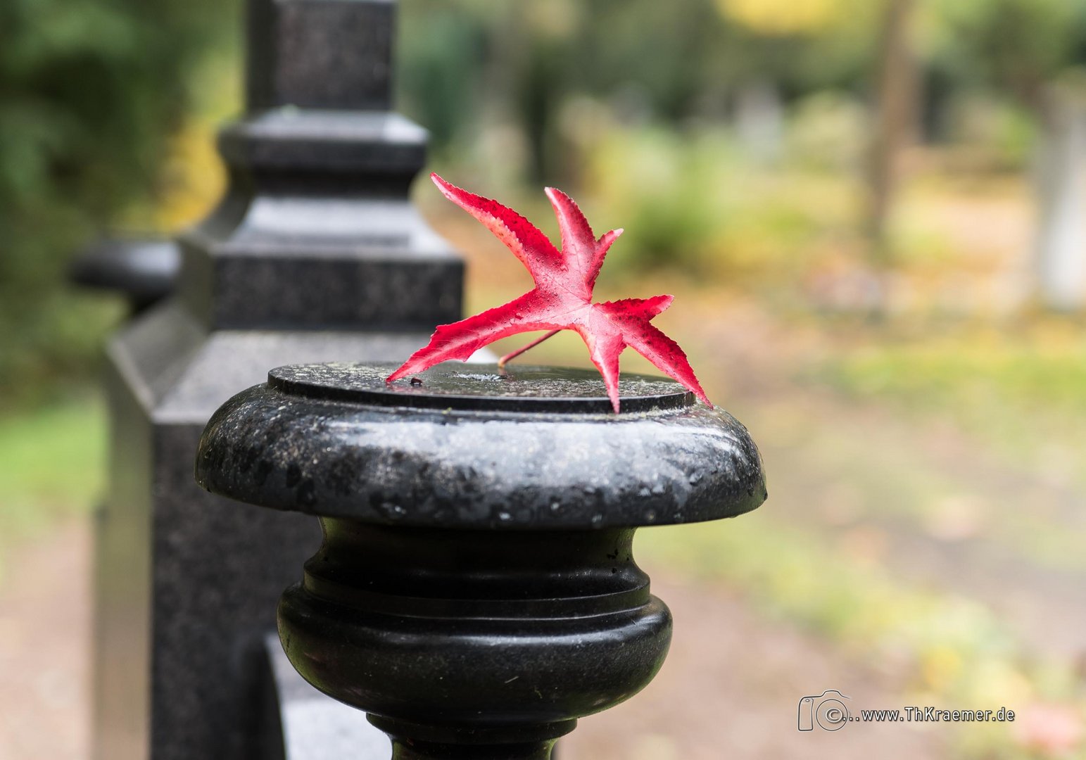 Das rote Blatt D75_2378-2