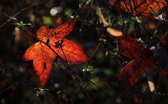 Das rote Blatt