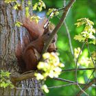 Das Rote Eichhörnchen.......   (Sciuridae)