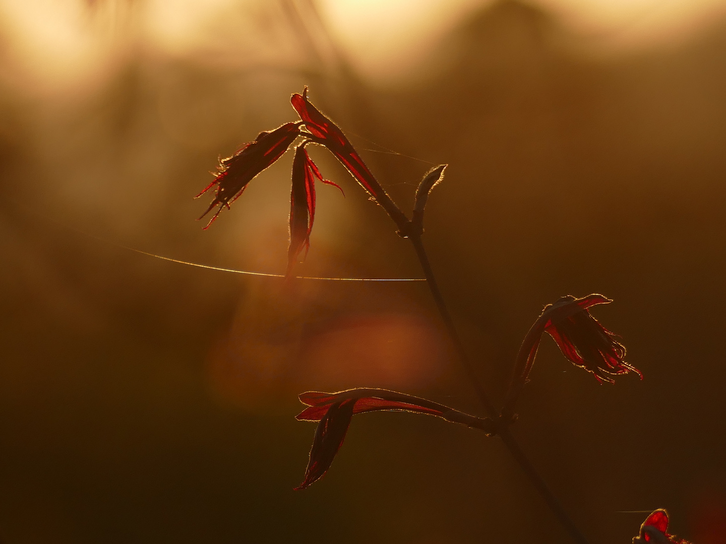 Das rote Erwachen