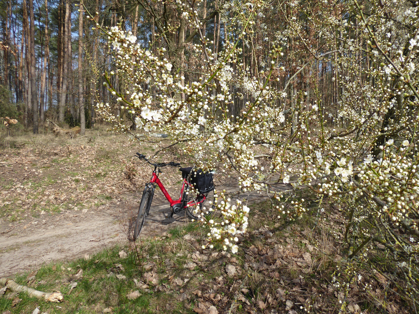 Das rote Fahrrad