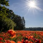 Das rote Feld