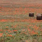 das rote Feld