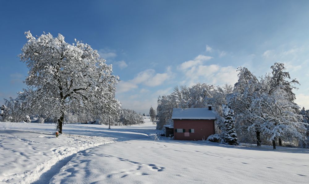 das rote Haus