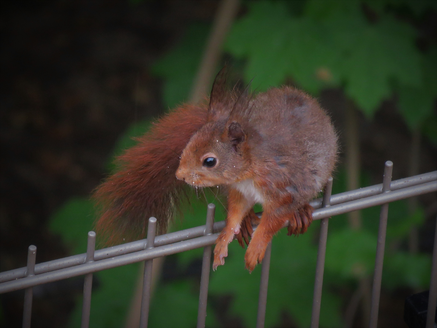 Das rote Hörnchen ...