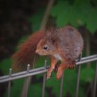 Das rote Hörnchen ...