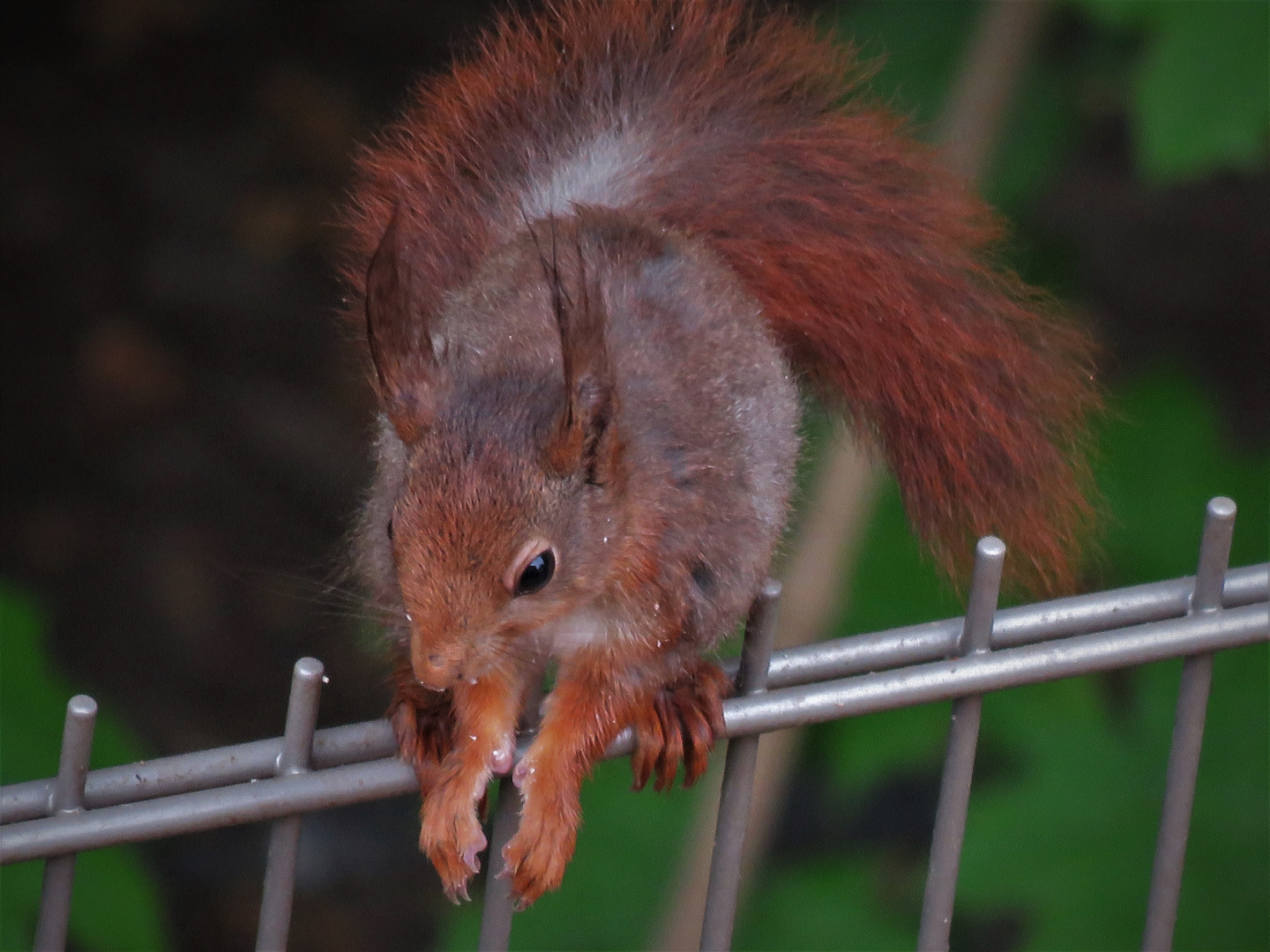 Das rote Hörnchen ...