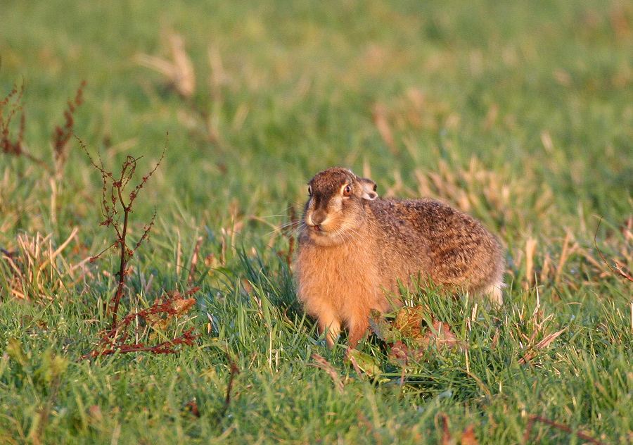 Das Rote Jagd-Meerschweinchen