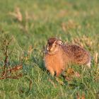 Das Rote Jagd-Meerschweinchen