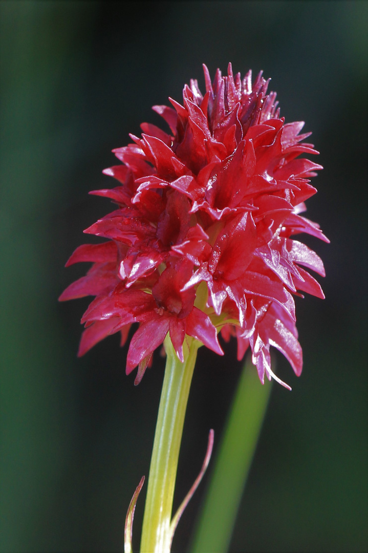 das rote Kohlröschen