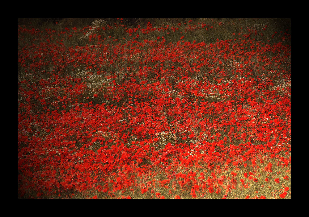 ~ das rote Meer ~