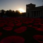 Das rote Mohnblumen-Meer