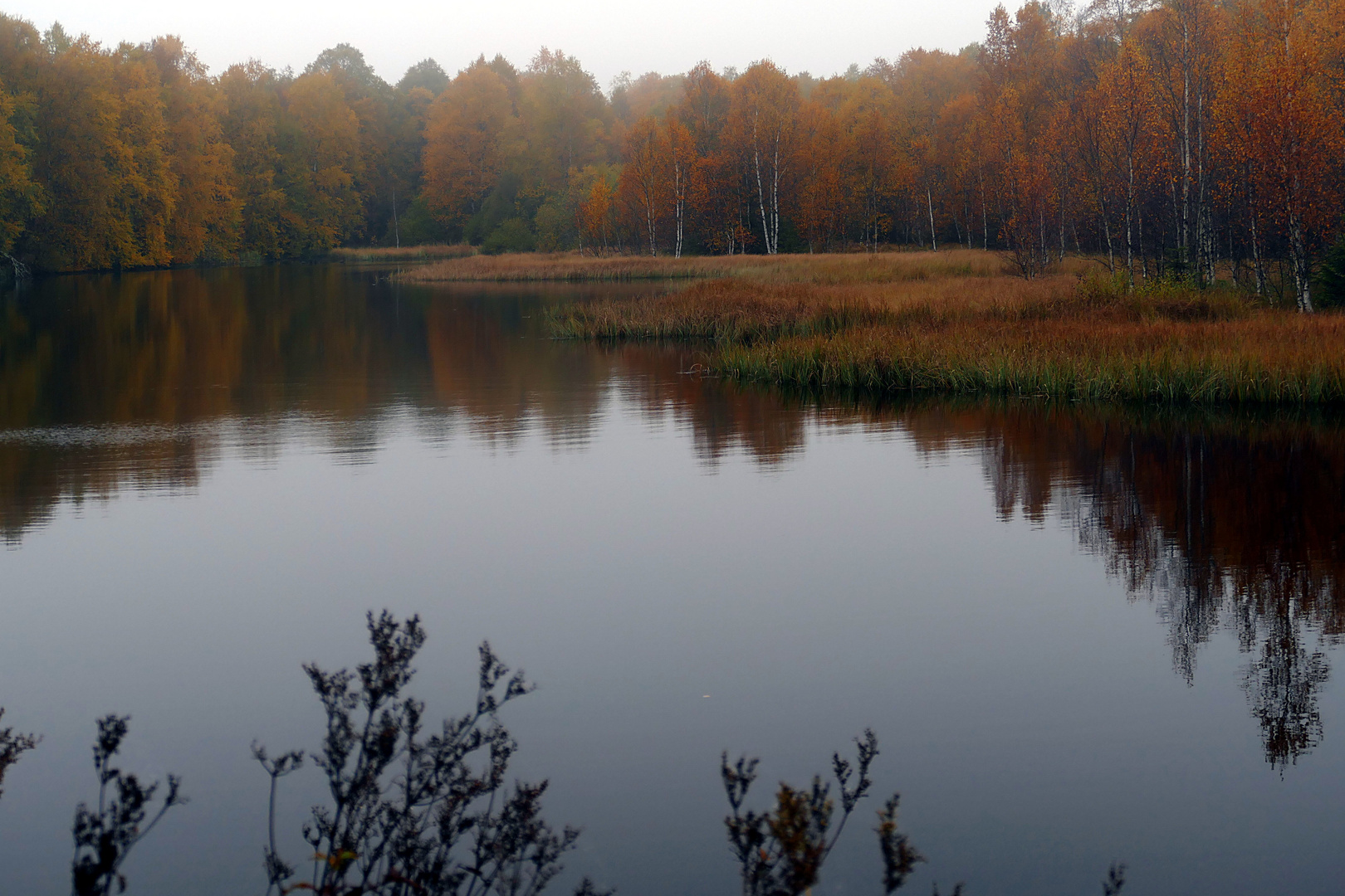 Das Rote Moor im Herbst (Rhön)