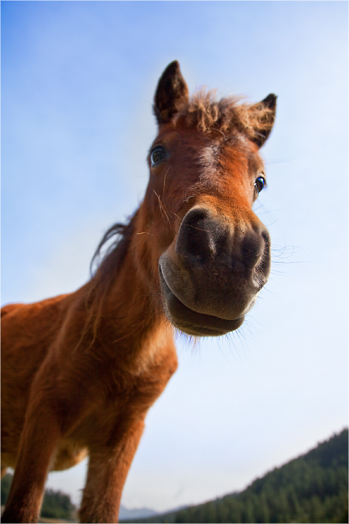 Das rote Pferd