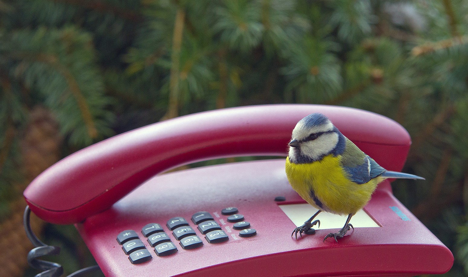 Das rote Telefon .....