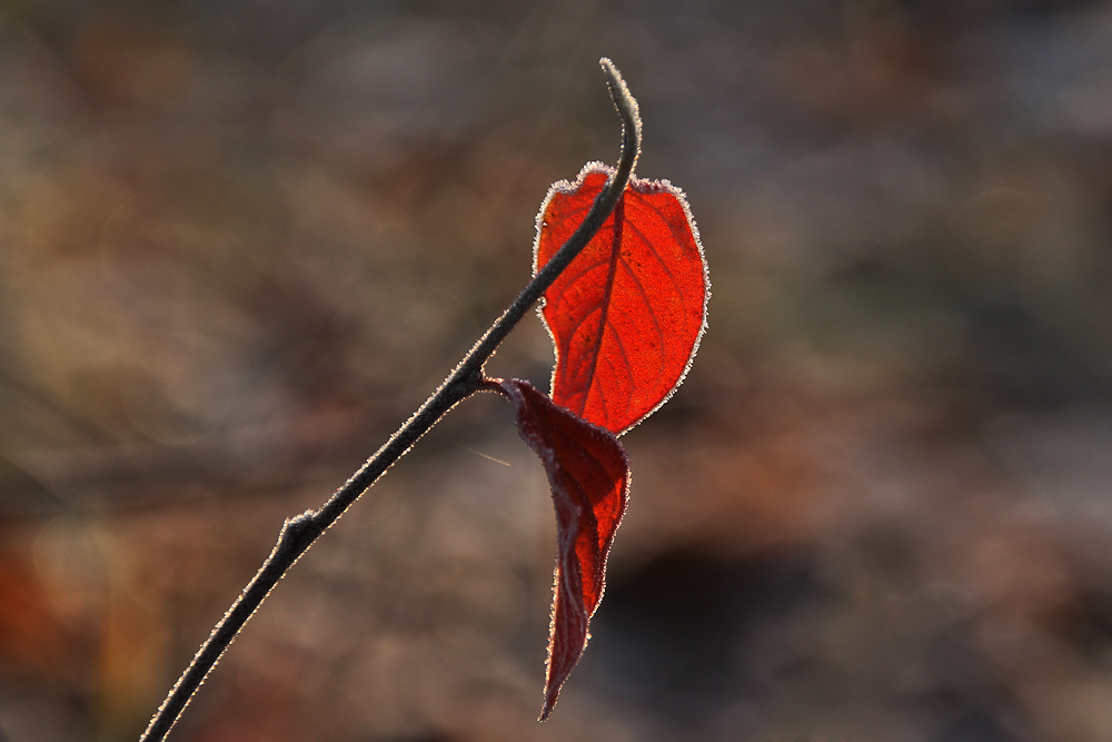 das Rote verzierte im Raureifkleid