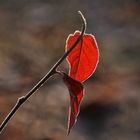 das Rote verzierte im Raureifkleid