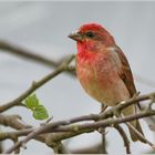 Das rote Voegel von die Rote Liste (Karmingimpel)