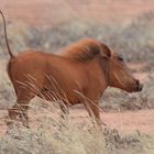 Das rote Warzenschwein