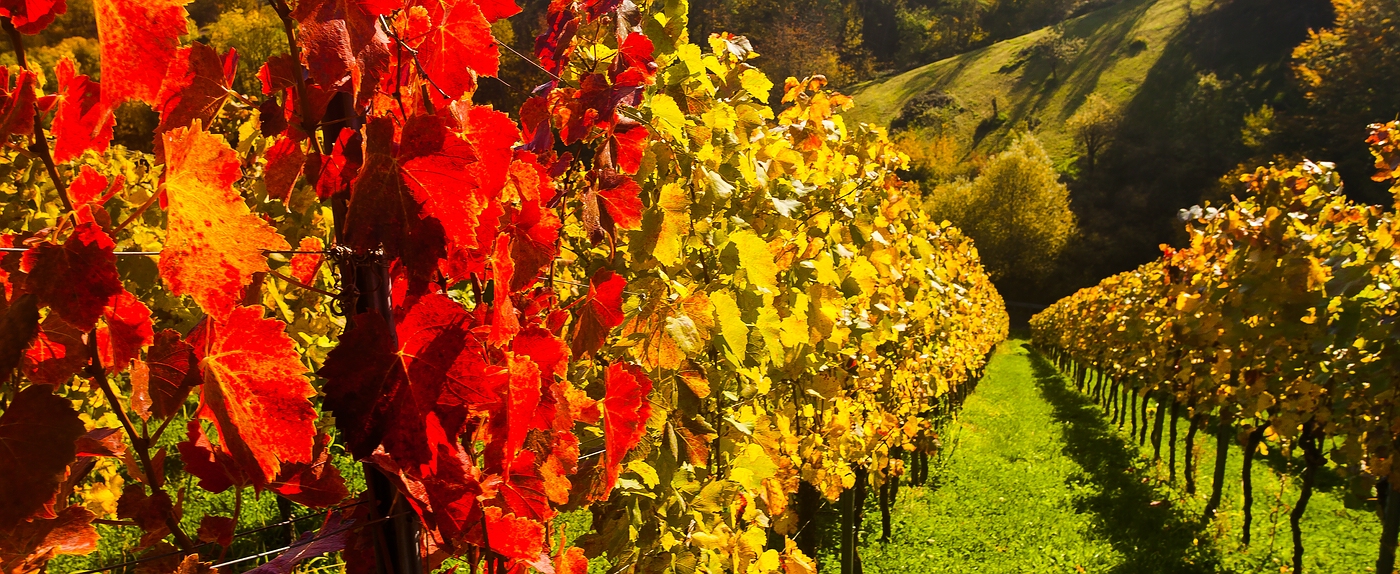 Das rote Weinlaub