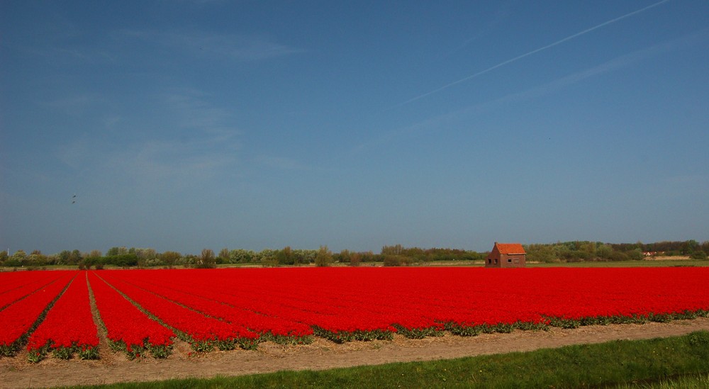 Das rote Wunder