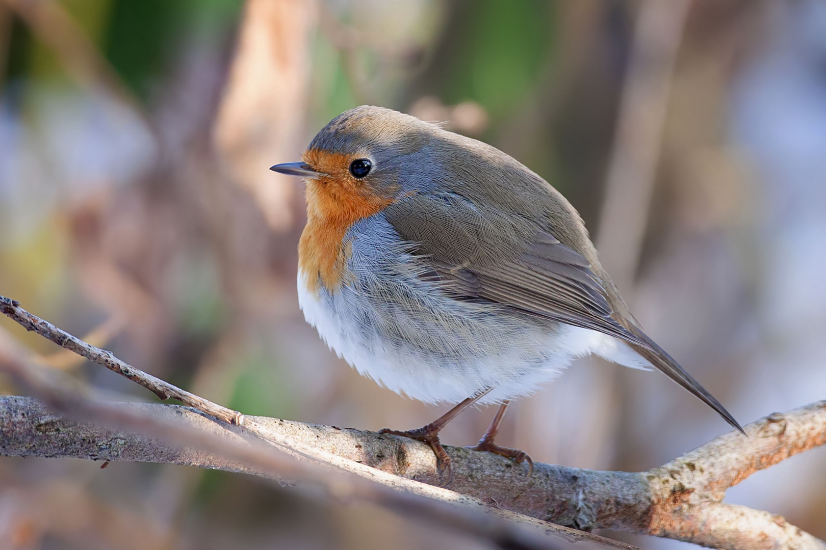 Das Rotkehlchen Foto & Bild tiere, wildlife, wild lebende vögel Bilder auf