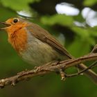 Das Rotkehlchen, einer unserer häufigsten Singvögel.