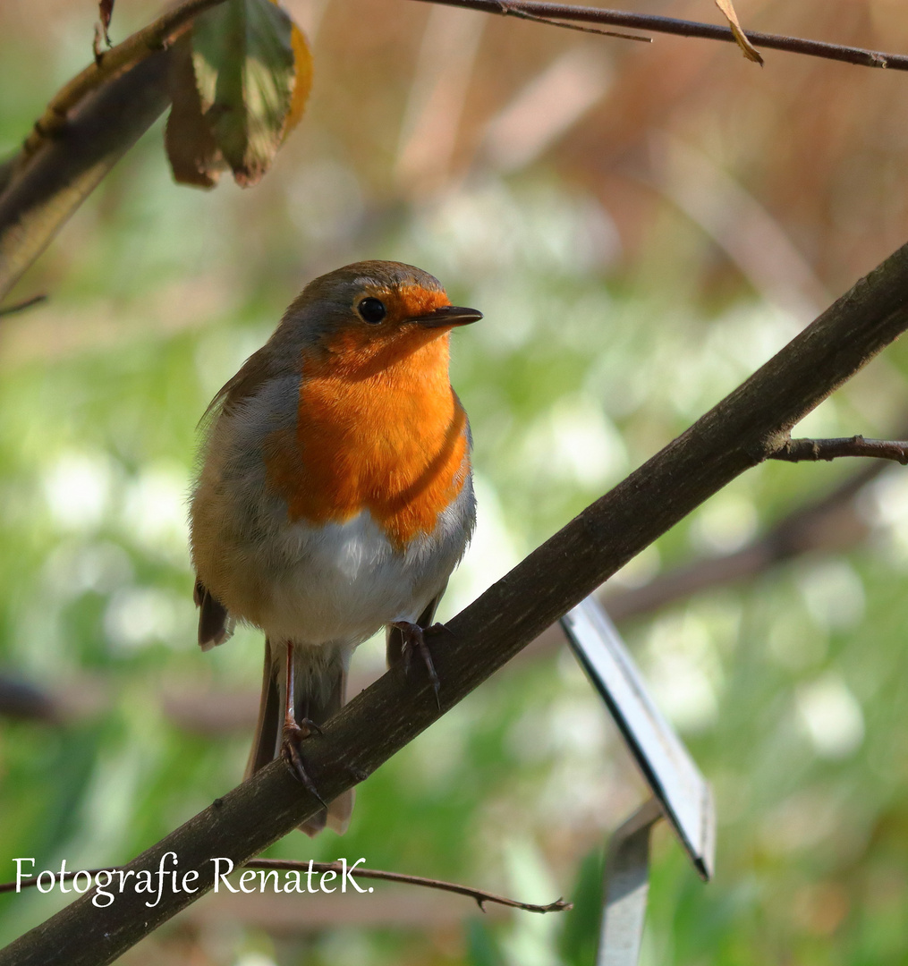 Das Rotkehlchen - Erithacus rubecula