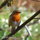 Das Rotkehlchen - Erithacus rubecula