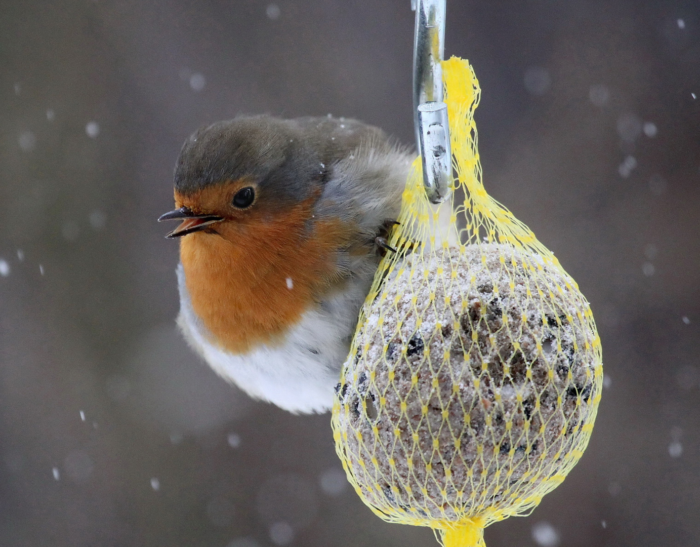 Das Rotkehlchen (Erithacus rubecula)