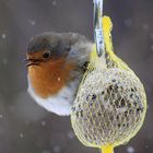 Das Rotkehlchen (Erithacus rubecula)