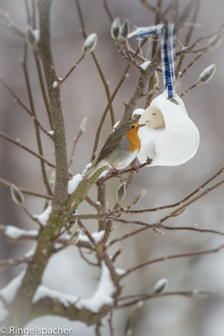 Das Rotkehlchen (Erithacus rubecula)