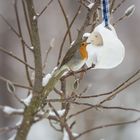 Das Rotkehlchen (Erithacus rubecula)