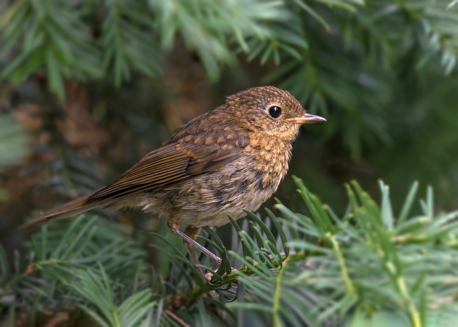 Das Rotkehlchen (Erithacus rubecula) 