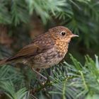 Das Rotkehlchen (Erithacus rubecula) 