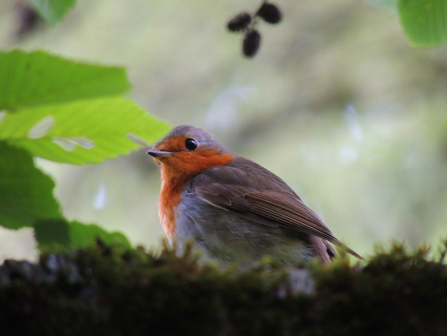 Das Rotkehlchen (Erithacus rubecula)