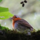 Das Rotkehlchen (Erithacus rubecula)