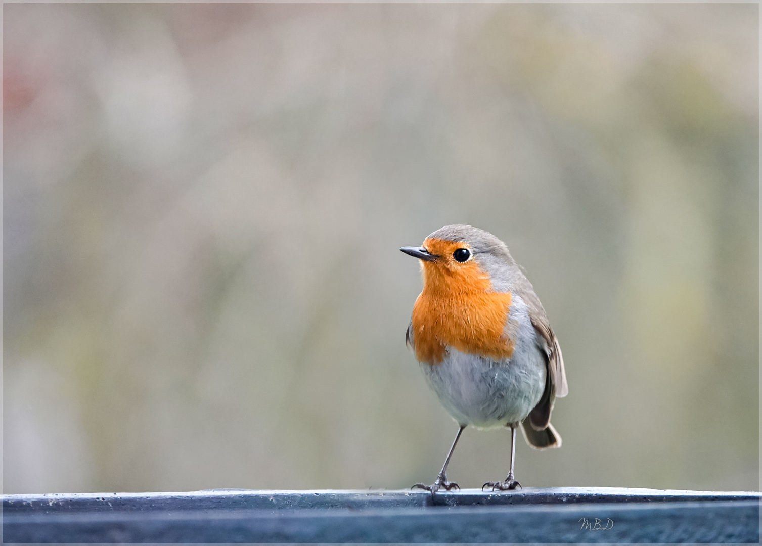 Das Rotkehlchen (Erithacus rubecula)