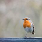 Das Rotkehlchen (Erithacus rubecula)