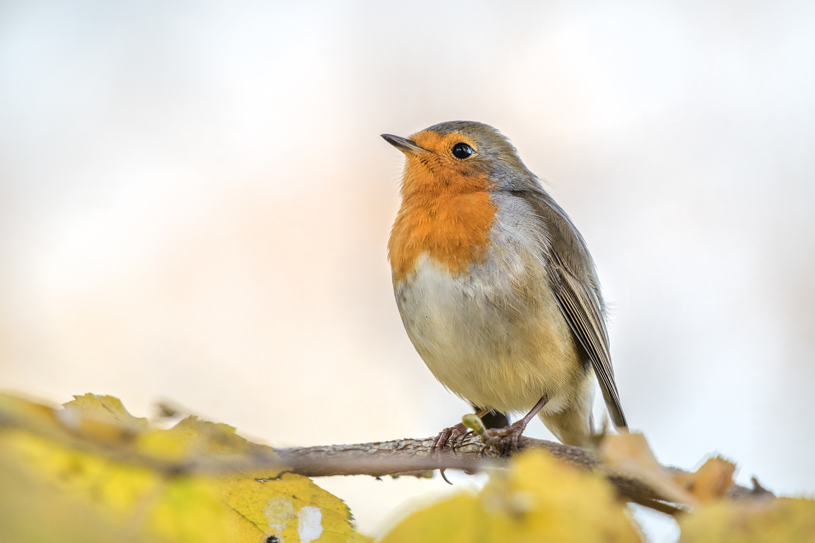 Das Rotkehlchen (Erithacus rubecula) 