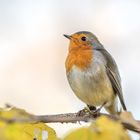 Das Rotkehlchen (Erithacus rubecula) 