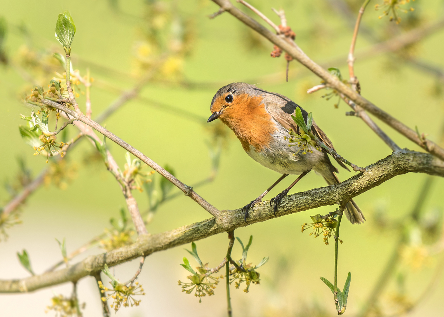 Das Rotkehlchen (Erithacus rubecula) 