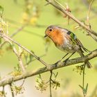 Das Rotkehlchen (Erithacus rubecula) 