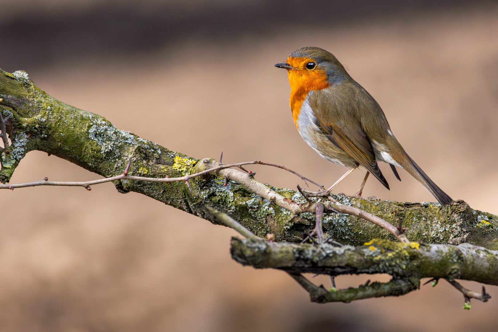 - DAS ROTKEHLCHEN - ( Erithacus rubecula )