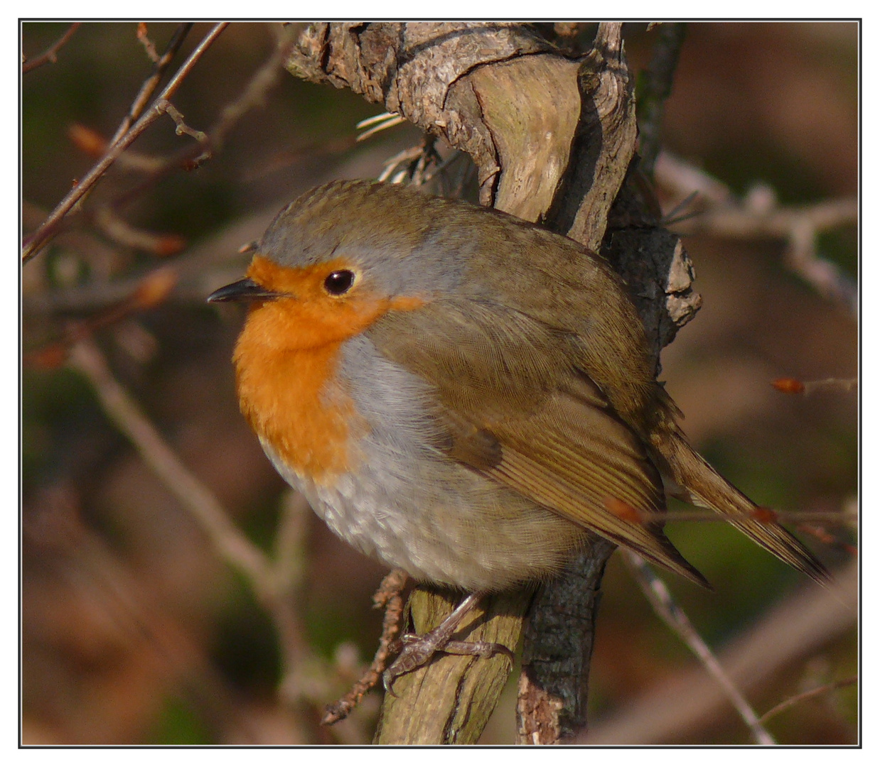 Das Rotkehlchen (Erithacus rubecula)