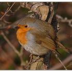 Das Rotkehlchen (Erithacus rubecula)