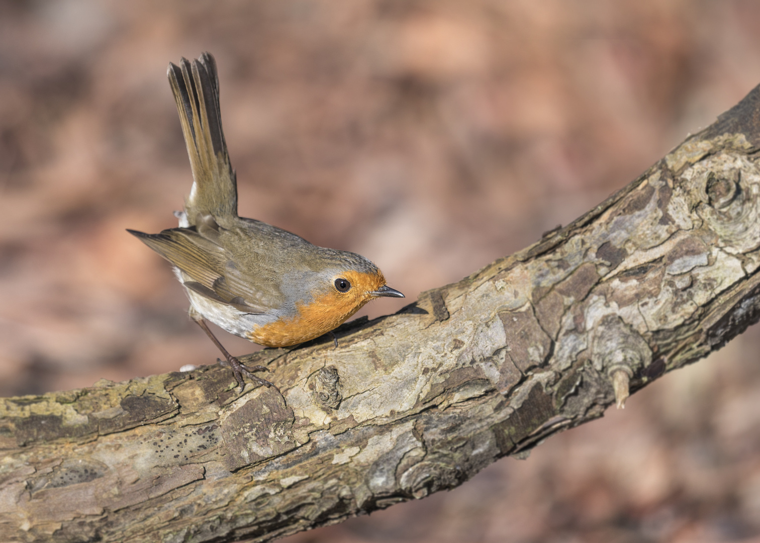 Das Rotkehlchen (Erithacus rubecula)